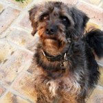 Woody The Schnoodle Cross Breed Dog