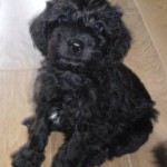 Adorable Schnoodle Puppy