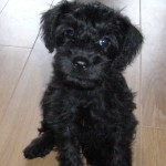 teddy bear schnoodle puppies for sale