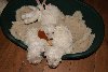 White Schnoodle Pups