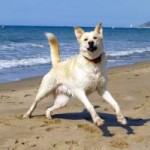 Beaches for Dogs