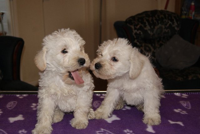 teddy schnoodle