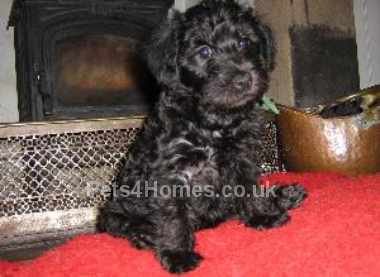 Schnoodle Puppy for
