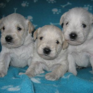4 week old Schnoodle pups