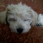 Ted the Schnoodle puppy