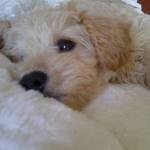 Ted_the_Schnoodle_2_Sml