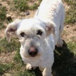 Loretta the Schnoodle - Looking for her 'Forever Home'