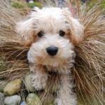 Ted the Schnoodle Puppy