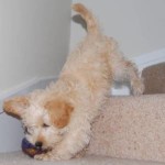Ted the Schnoodle puppy mastering the stairs