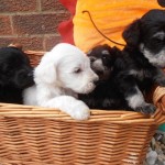 A basket full of Schnoodle Pups