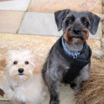 Ted and Woody the Schnoodles straight after their grooming session