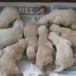 1 day old Schnoodle pups