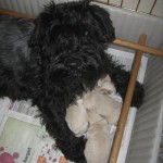 Schnoodle puppies with Mummy