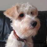 Harley the Schnoodle