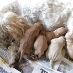 Newly born schnoodle pups