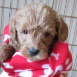 Schnoodle Pup - Ready for their Fur-ever Home