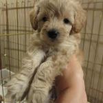 Schnoodle Pup - Ready for their Fur-ever Home