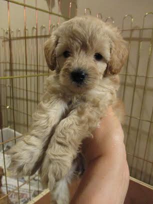 schnoodle puppies for sale