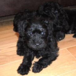 Schnoodle puppies for sale | iLoveSchnoodles.com